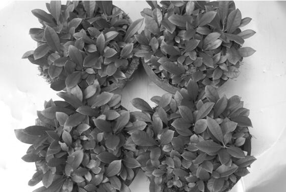 Seed propagation method of Rhododendron erinaceus