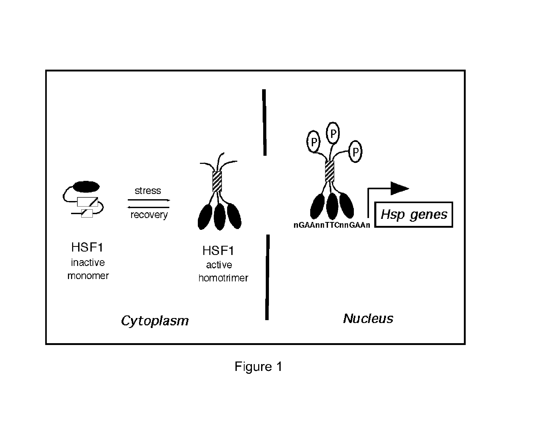 Compositions and methods relating to heat shock transcription factor activating compounds and targets thereof