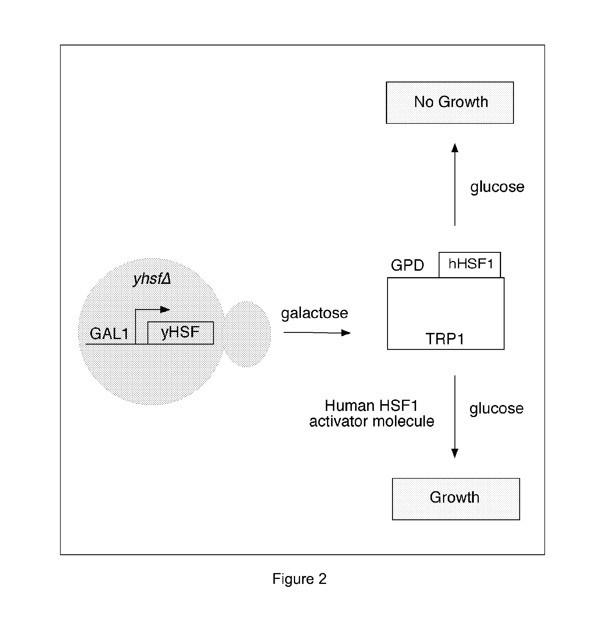 Compositions and methods relating to heat shock transcription factor activating compounds and targets thereof