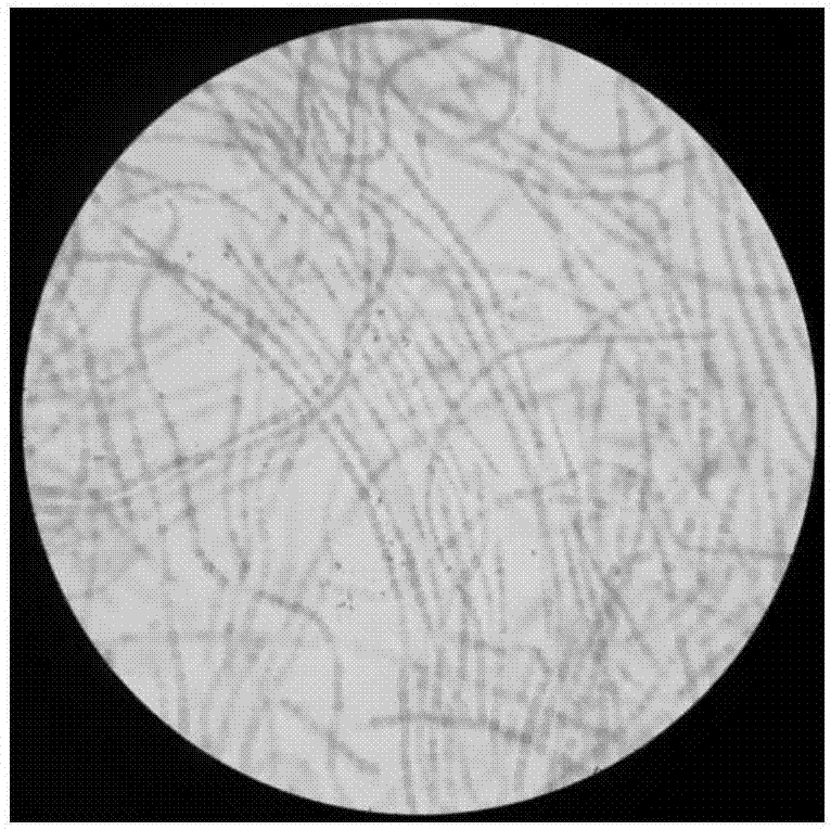 Anabaena and application of anabaena in removal of Cd in environment