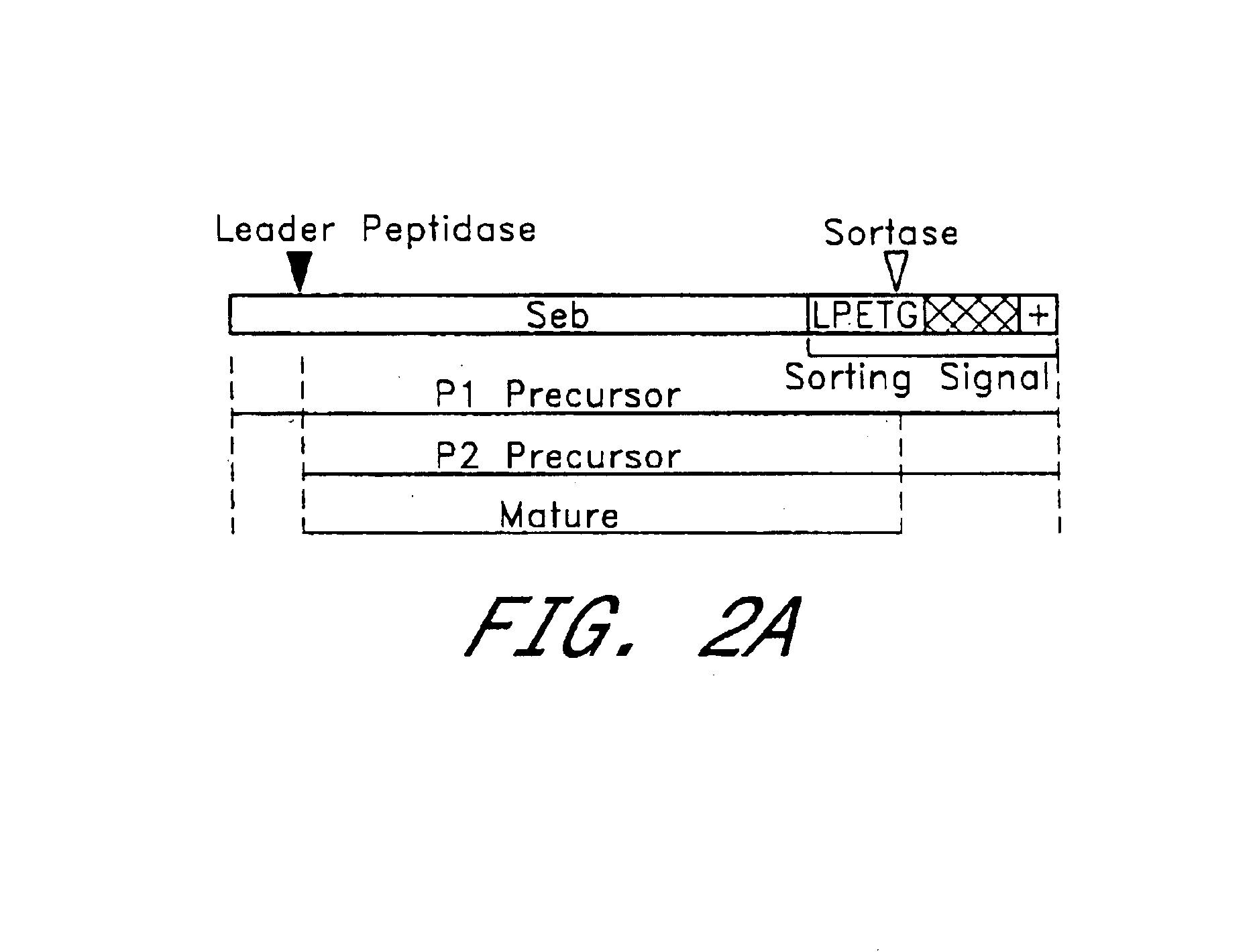 Identification of sortase gene