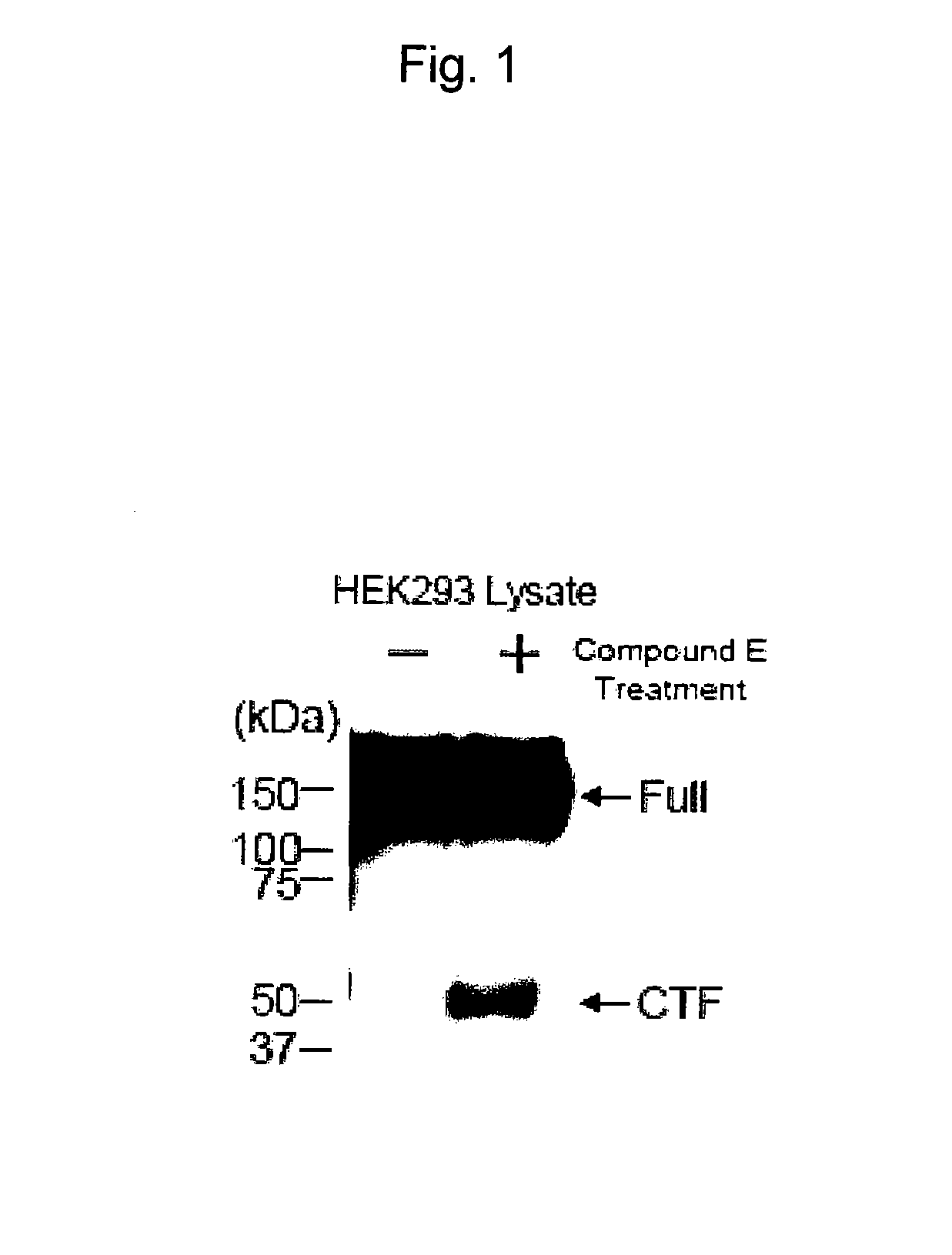 METHOD OF SCREENING USING c-MET, A NOVEL SUBSTRATE FOR GAMMA-SECRETASE