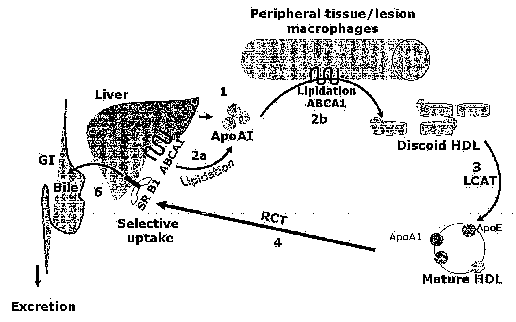 Compositions and methods to enhance reverse cholesterol transport