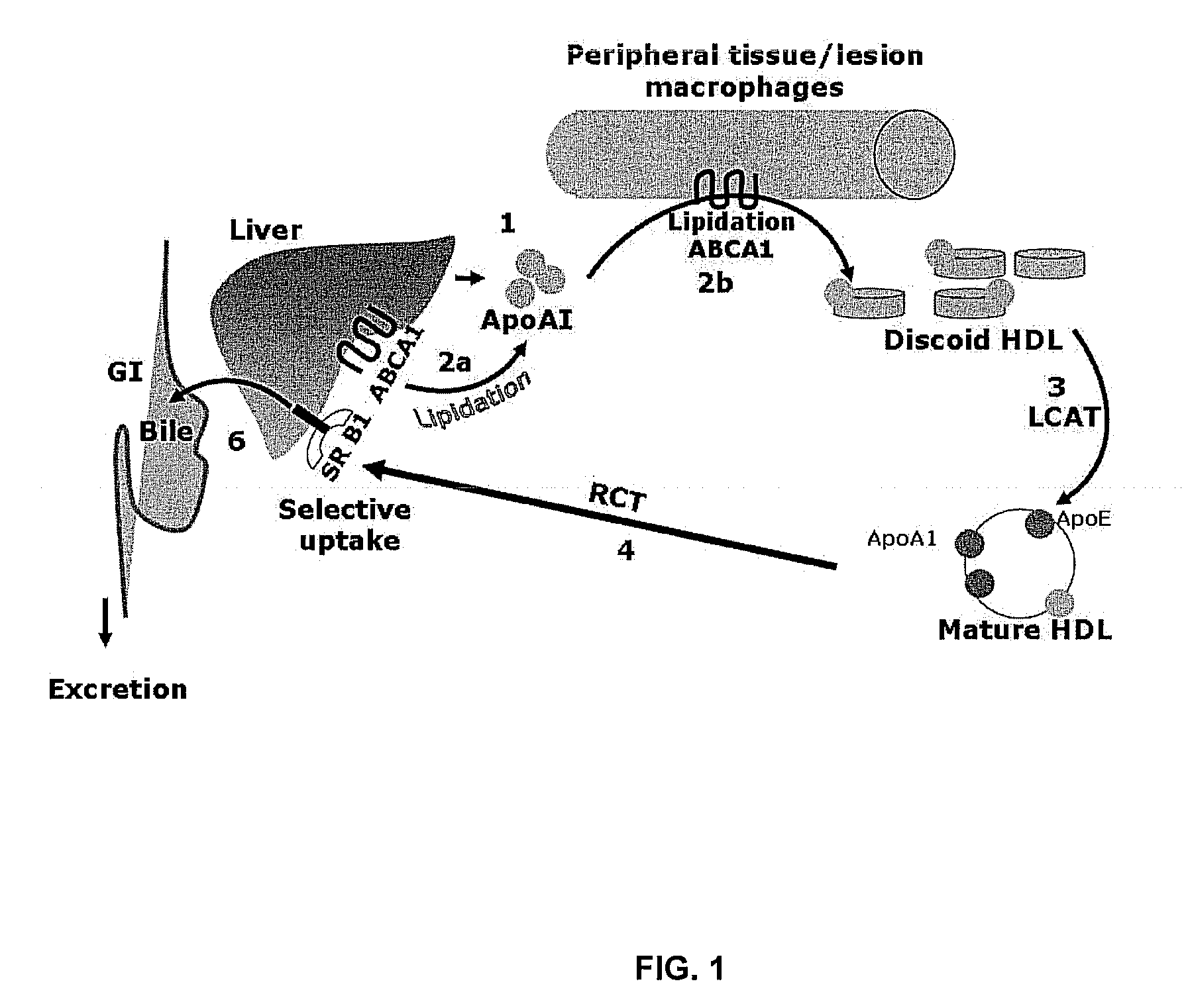 Compositions and methods to enhance reverse cholesterol transport