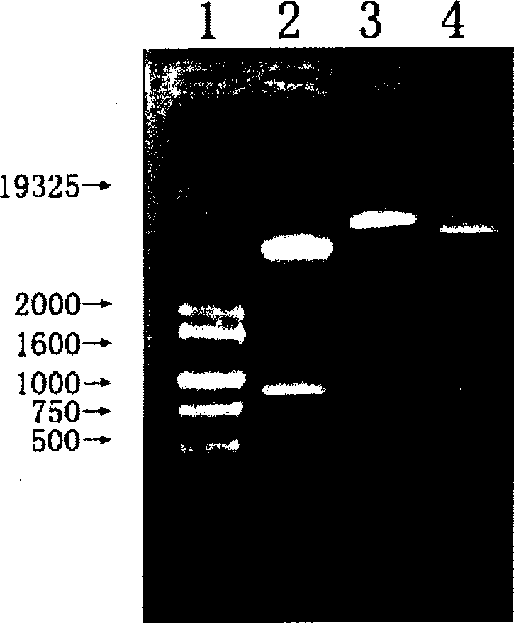 Pharmaceutical composition for promoting hematopoiesis and preparation method thereof