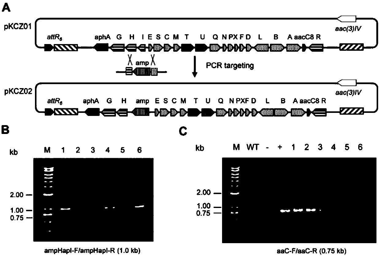 Engineering bacteria genetically modified by neomycin biosynthetic gene cluster, and applications thereof