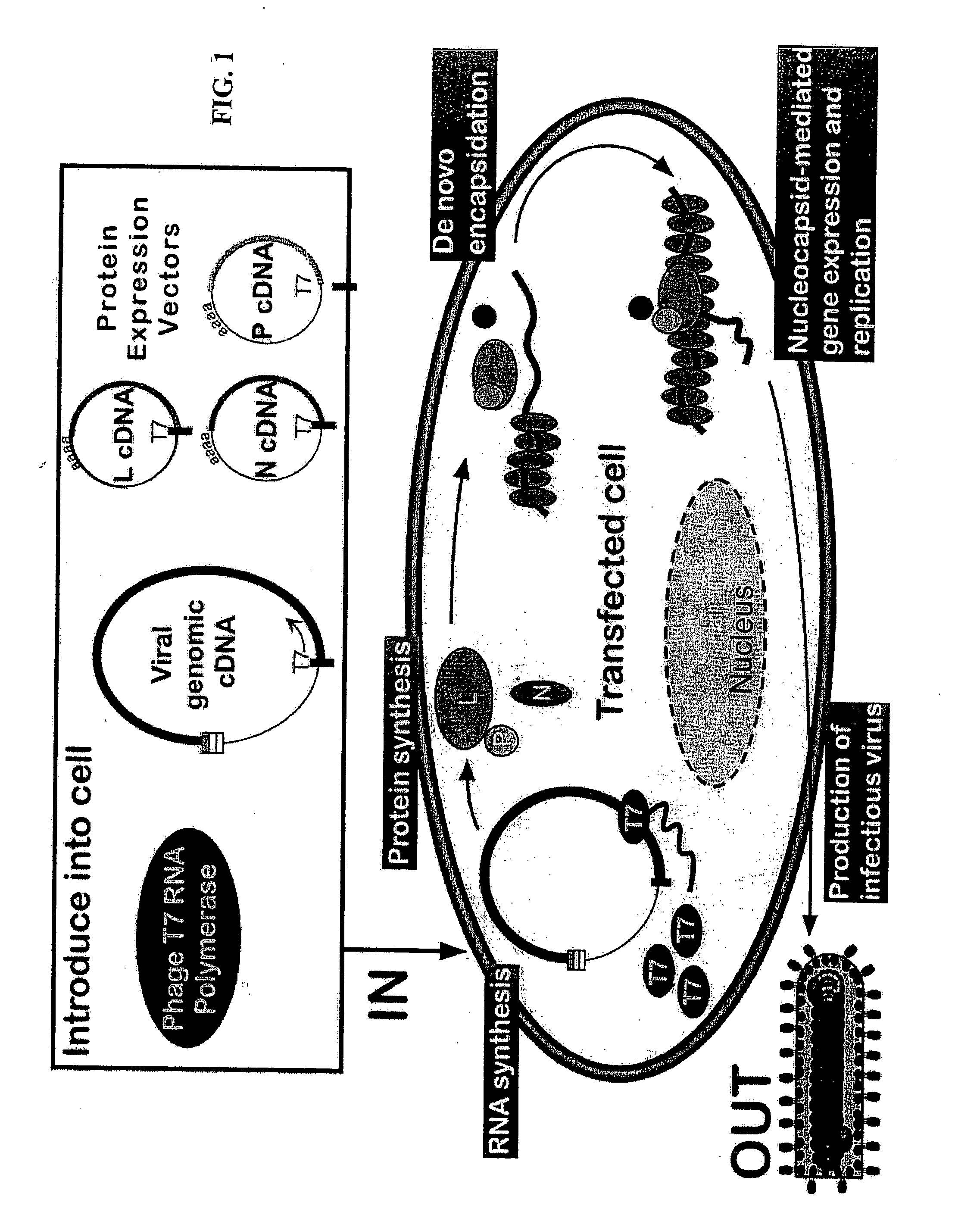 Method for the recovery of non-segmented, nagative-stranded RNA viruses from cDNA