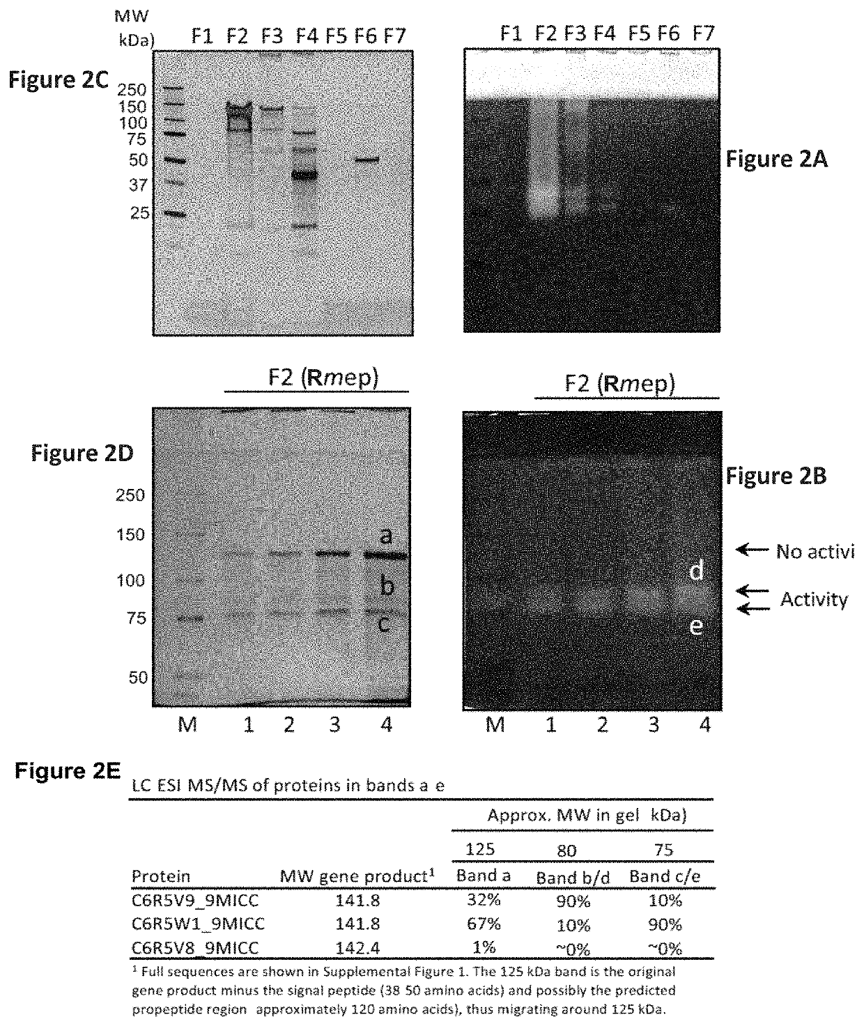 <i>Rothia </i>subtilisins, S8A family proteases, as therapeutic enzymes for application in gluten intolerance disorders