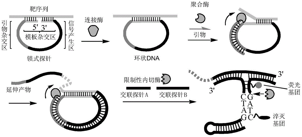 Nucleic acid detection method