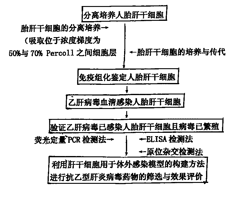 Construction method and use of model of hepatitis B virus infection in vivo