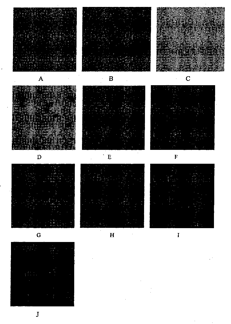 Construction method and use of model of hepatitis B virus infection in vivo