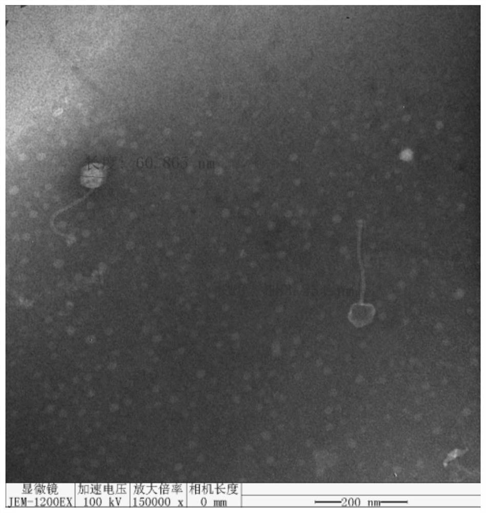 High-cracking pseudomonas aeruginosa bacteriophage RDP-PA-20001 and application thereof