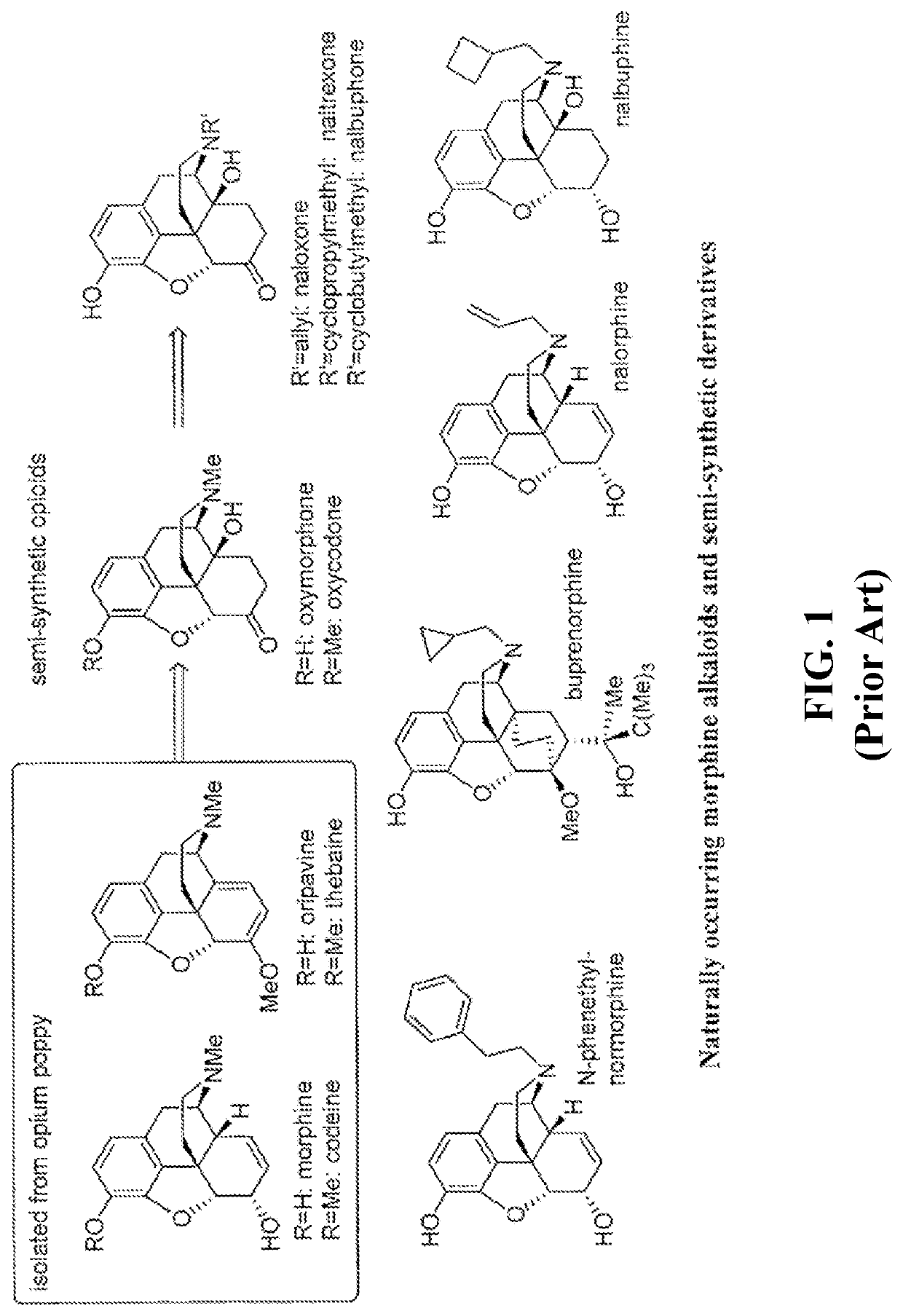 N-demethylation of morphinan alkaloids