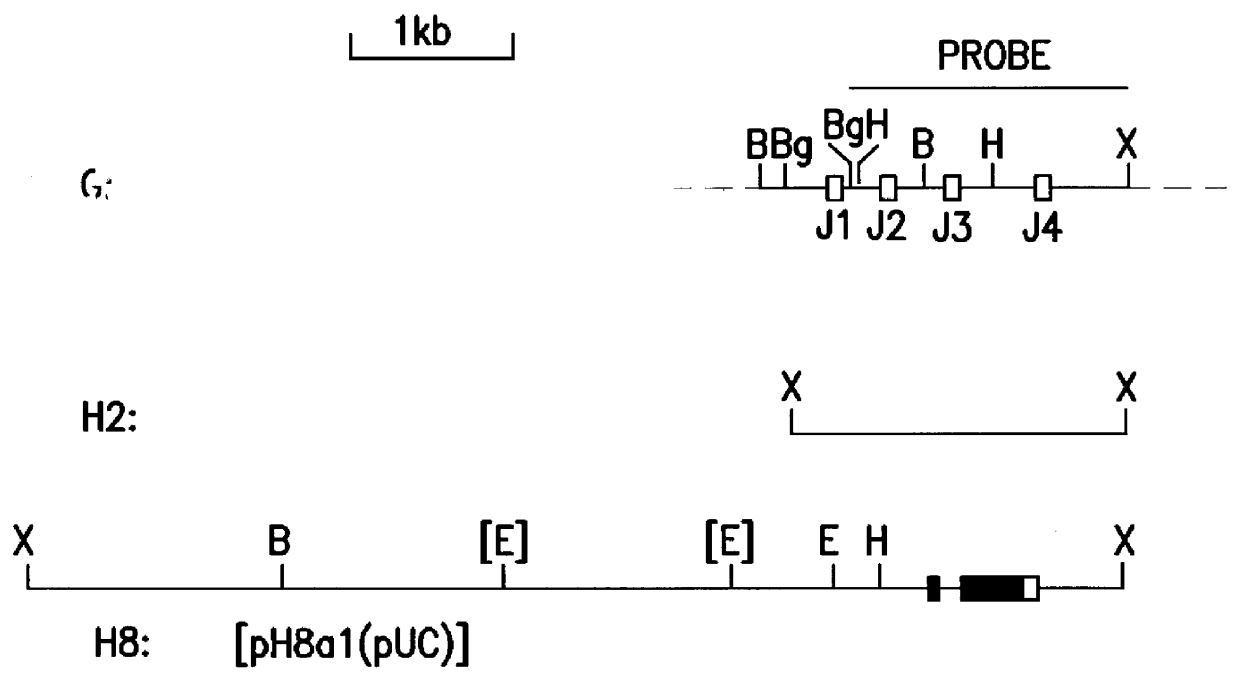 Chimeric antibodies