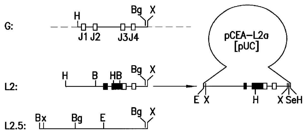 Chimeric antibodies