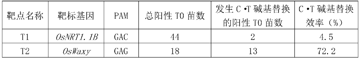 XCas9n-epBE base editing system and application thereof in genome base substitution