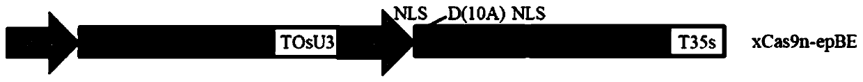 XCas9n-epBE base editing system and application thereof in genome base substitution