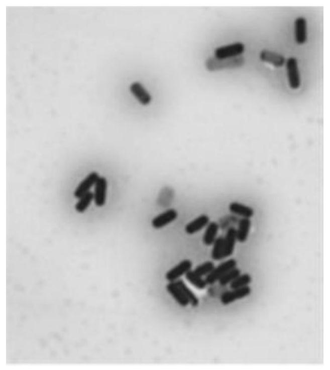 Bacillus velezensis ZLP-101 and application thereof