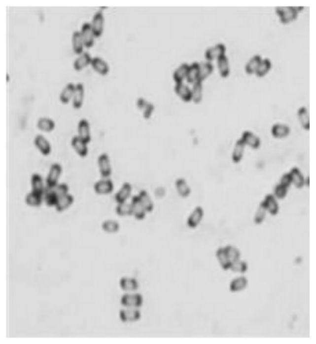 Bacillus velezensis ZLP-101 and application thereof