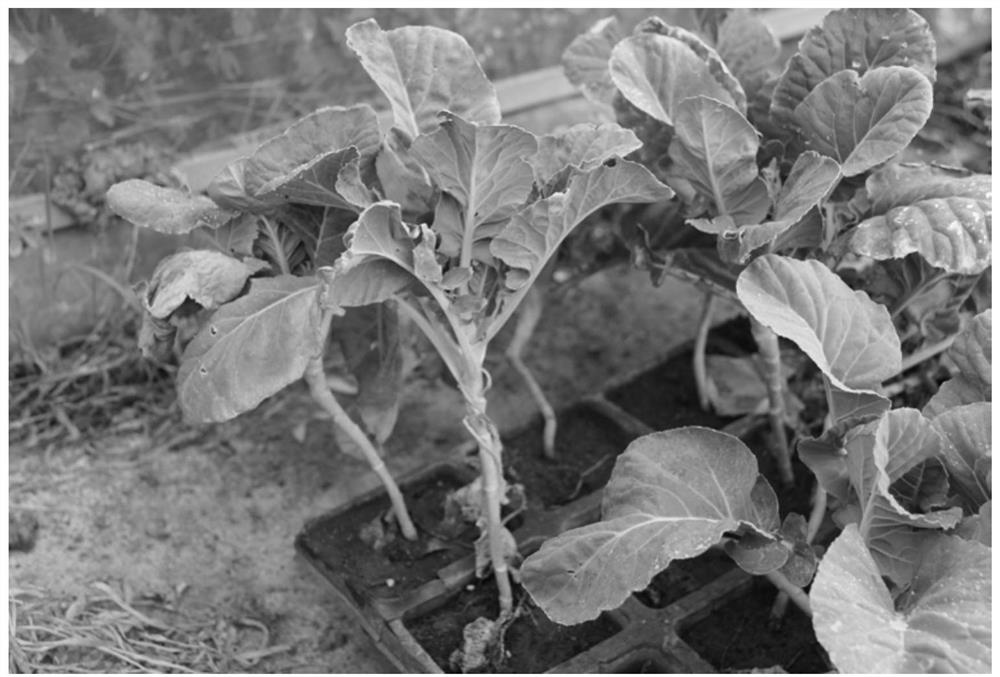 Stock seed propagation method of broccoli