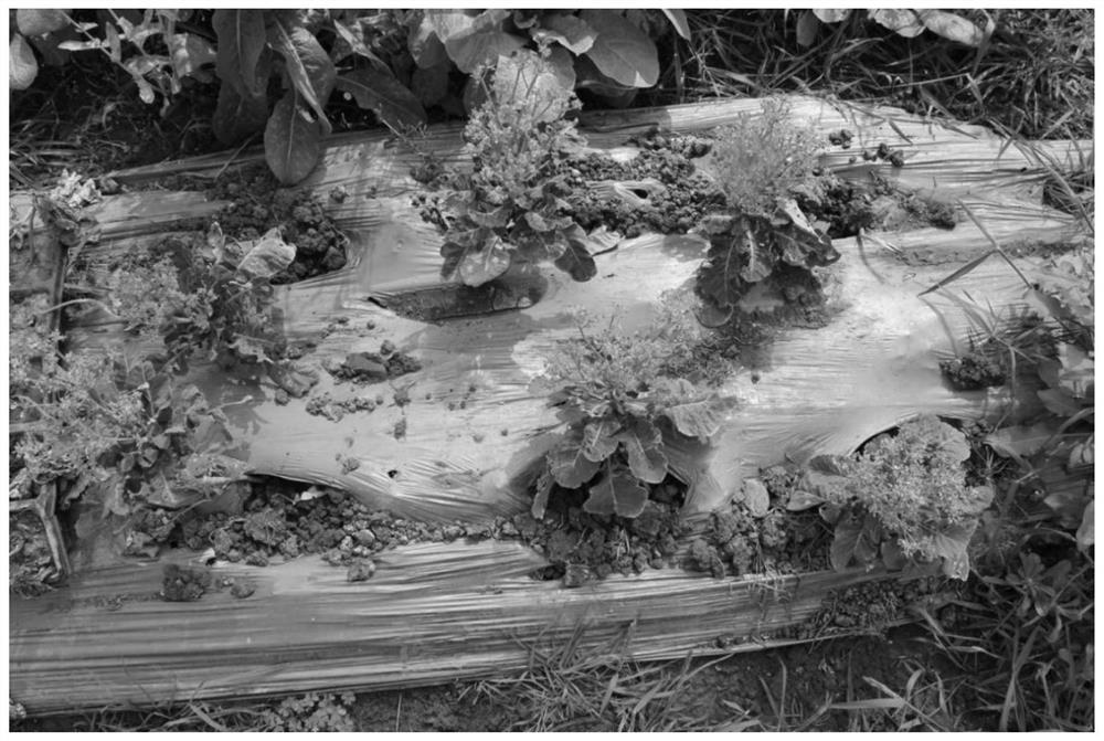 Stock seed propagation method of broccoli