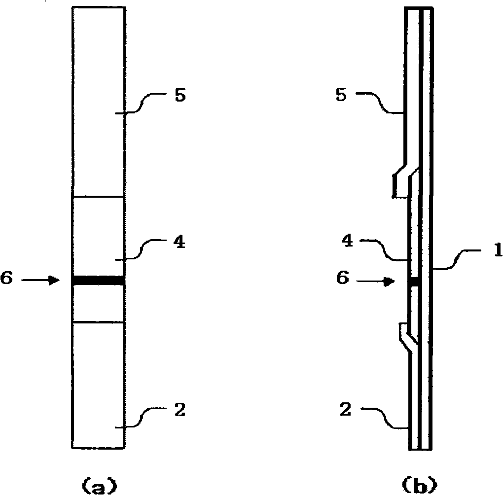 Method for determination of SARS virus nucleocapsid protein, reagent kit for the determination, test device, monoclonal antibody directed against SARS virus nucleocapsid protein, and hybridoma capable