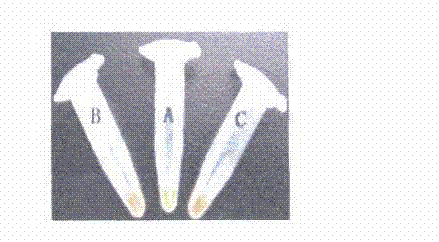 Saprolegnia spore detection reagent and detection method