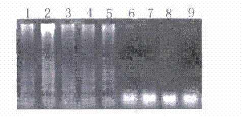 Saprolegnia spore detection reagent and detection method