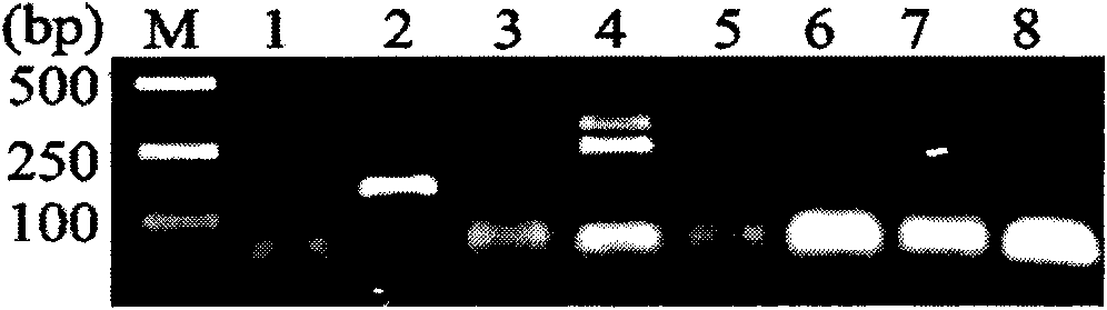 Specificity detection primer, detection kit and detection method for schistosoma japonicam sex