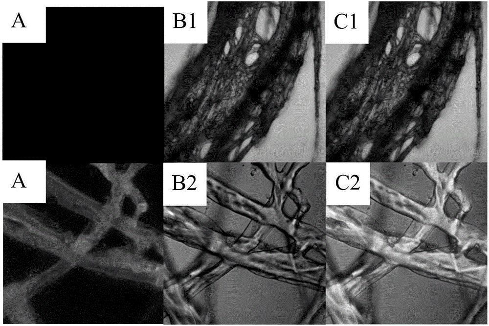 Preparation method and application of pesticide pyraclostrobin supported sample as well as application of pesticide pyraclostrobin supported sample in fluorescent tracing of pathogenic bacteria of asparagus stem blight