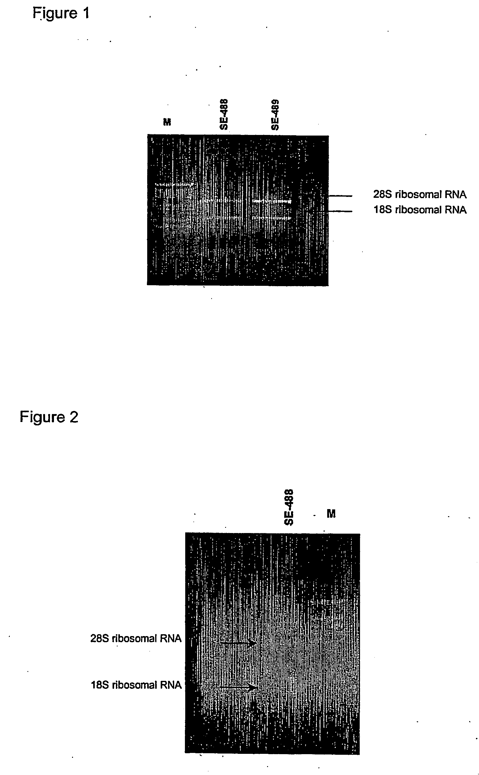 Restoration of methylation states in cells