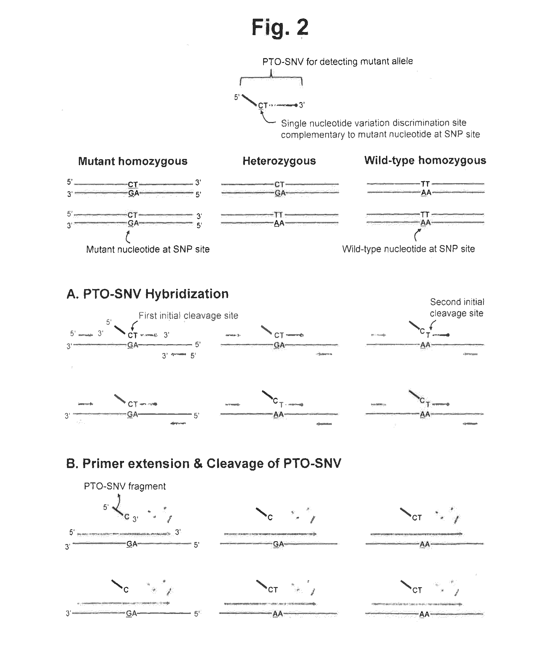 Method for determining SNP genotype