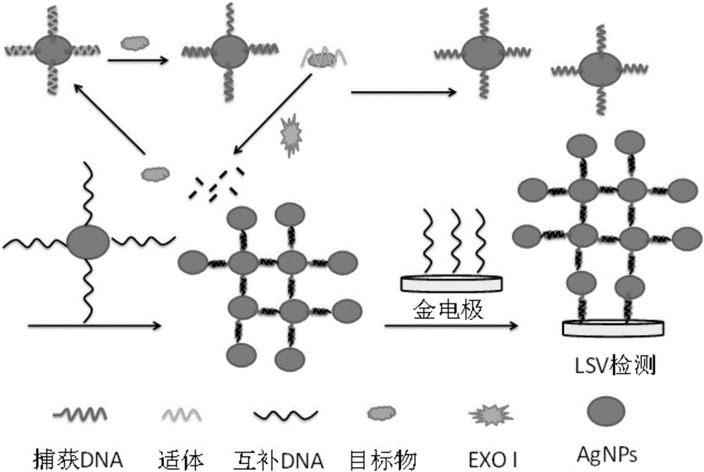 Electrochemical biosensor based on aptamer/nano-silver probes and EXO I enzyme