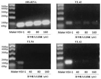 Alkaloid for resisting herpes virus infection and combination and application