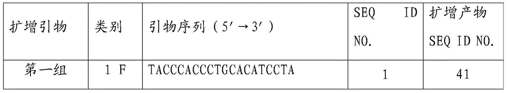 HER2 gene amplification detection probe, kit and method