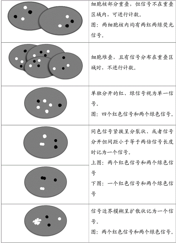 HER2 gene amplification detection probe, kit and method