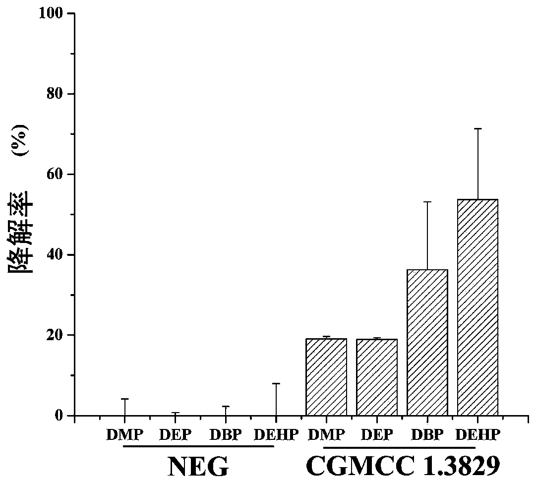 Culture method of burkholderia multivorans strain and applications of burkholderia multivorans in catalyzing synthesis of baijiu flavor esters and degradation of baijiu harmful esters