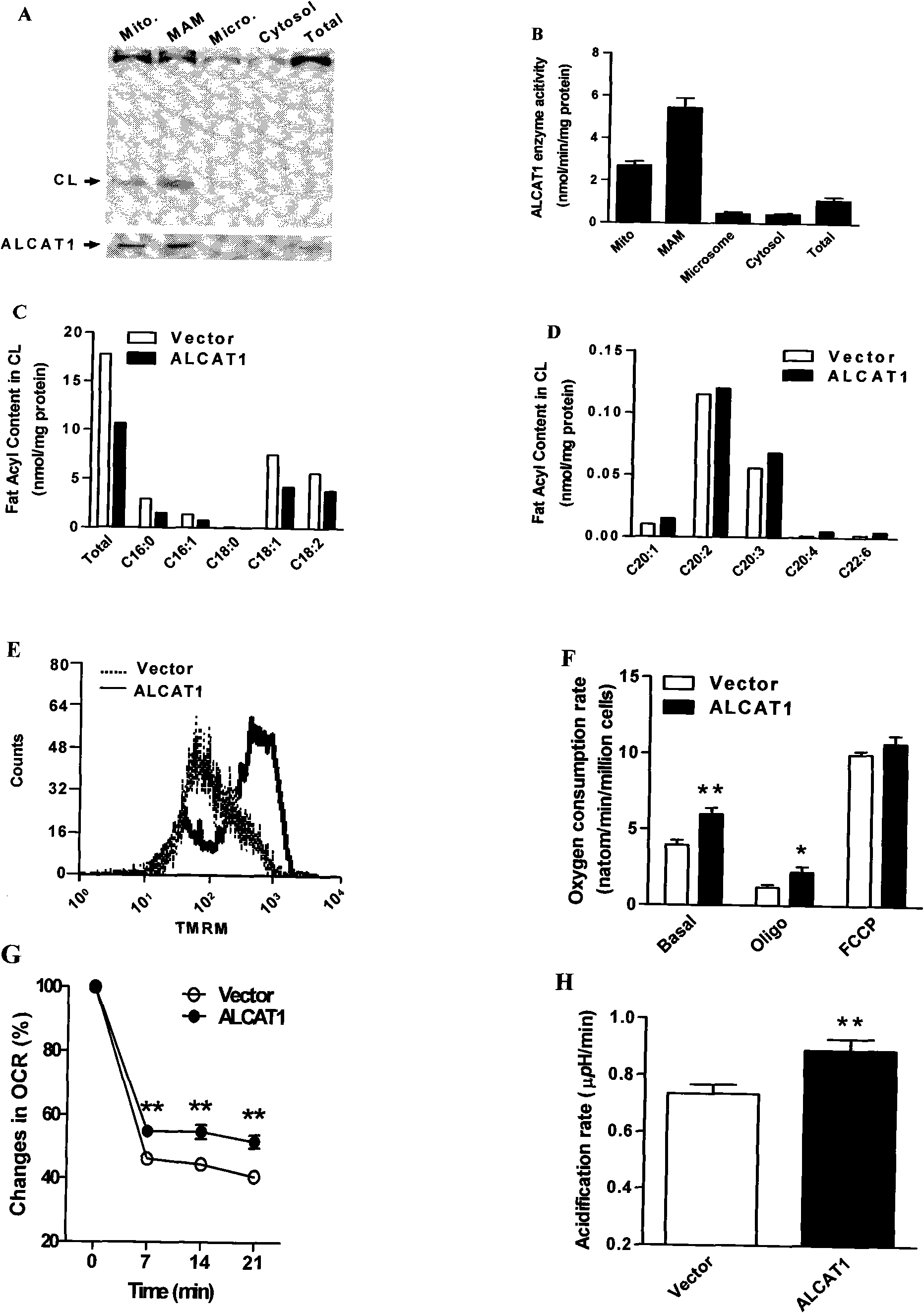 Novel target for developing medicaments for treating diabetes, obesity and cardiovascular diseases and biological characteristics thereof