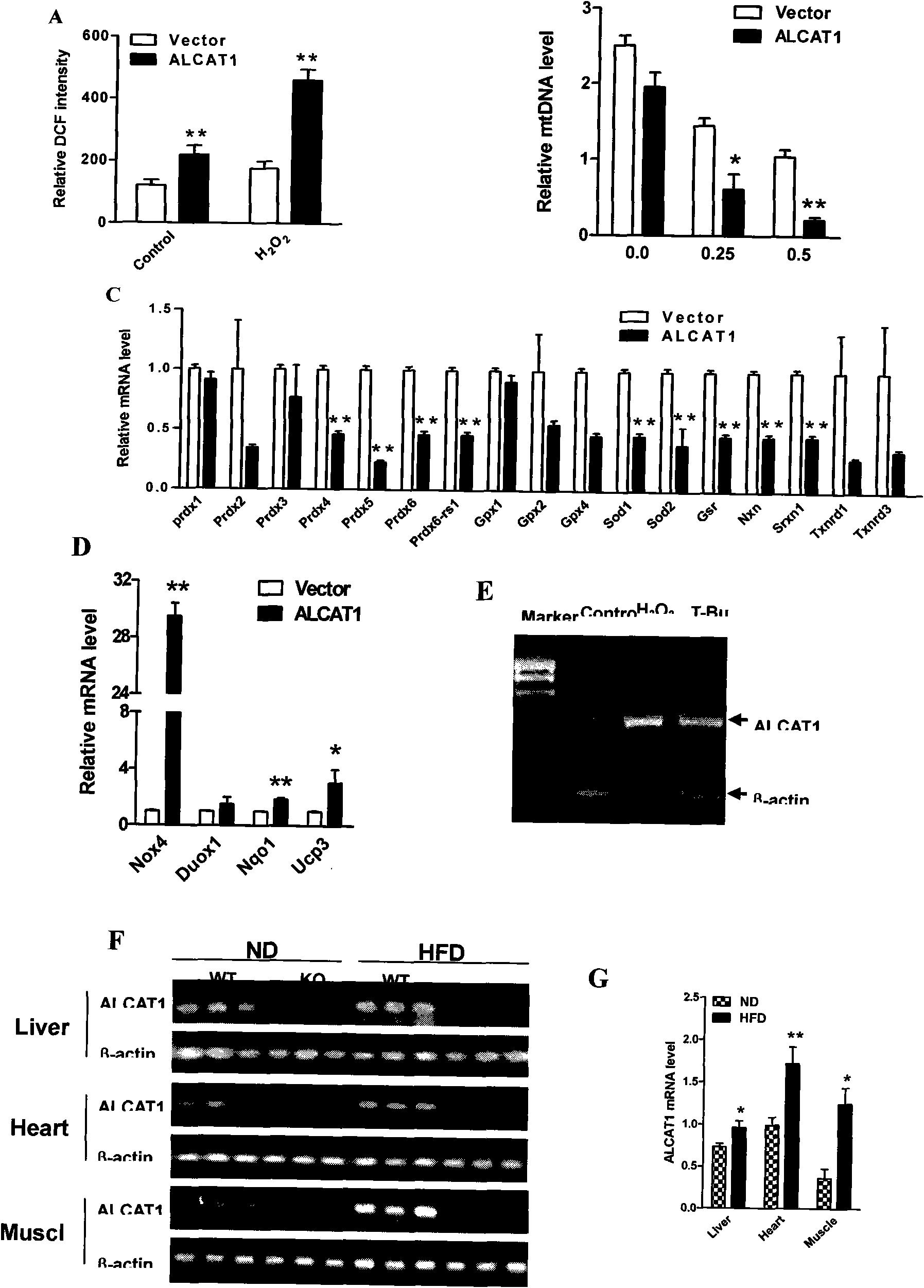 Novel target for developing medicaments for treating diabetes, obesity and cardiovascular diseases and biological characteristics thereof