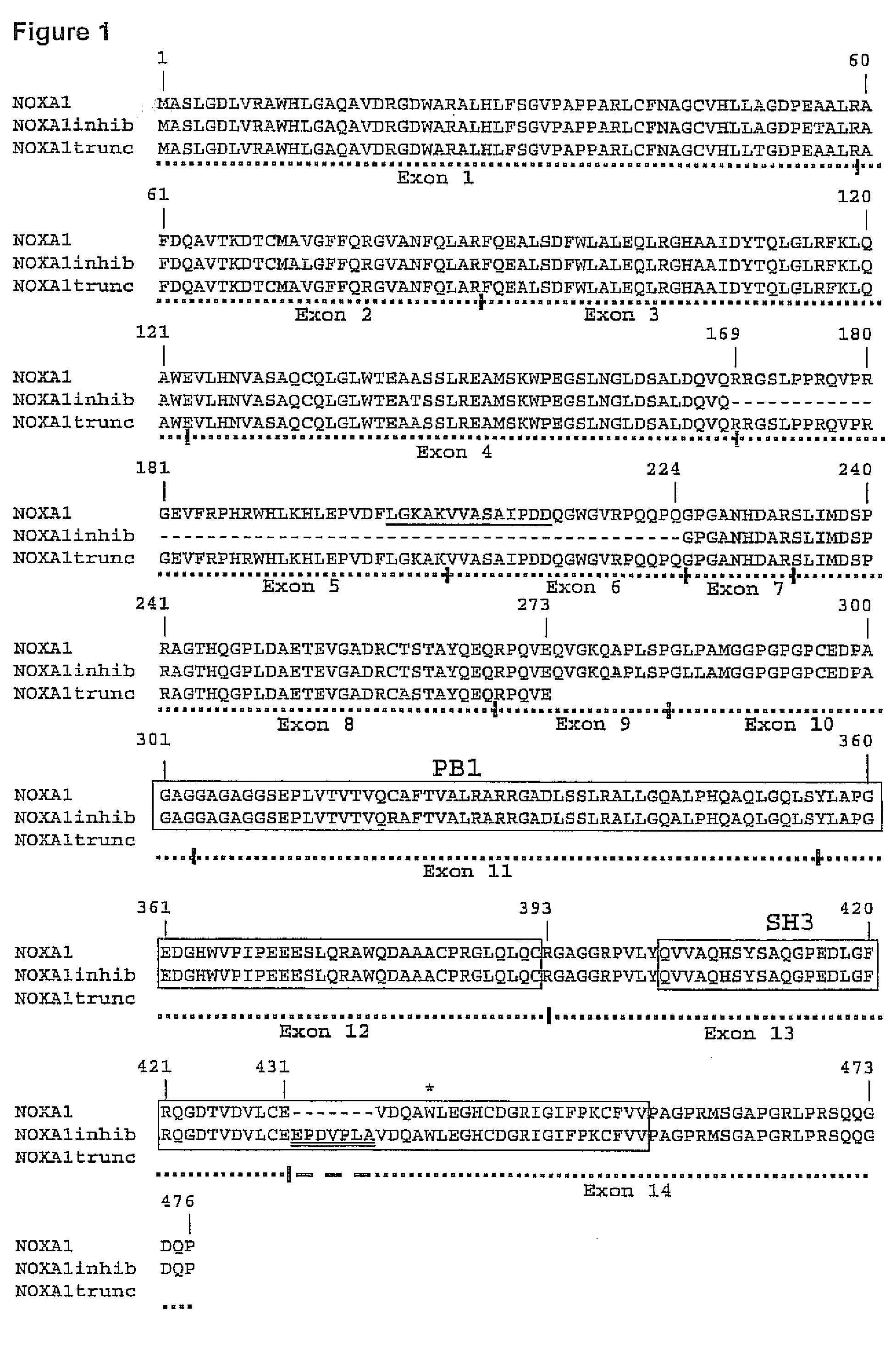 Nadph oxidase cytosolic cofactor mutant