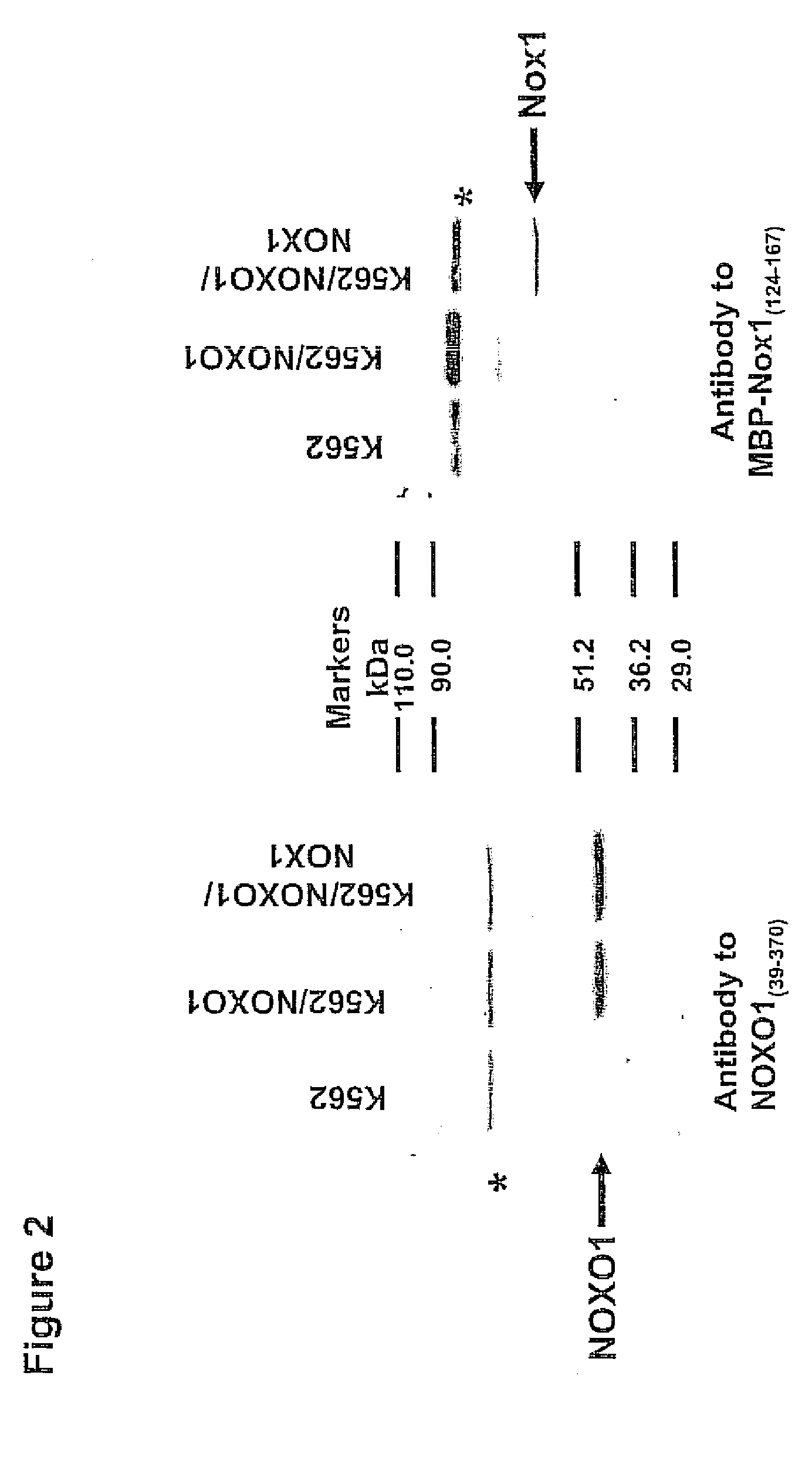 Nadph oxidase cytosolic cofactor mutant