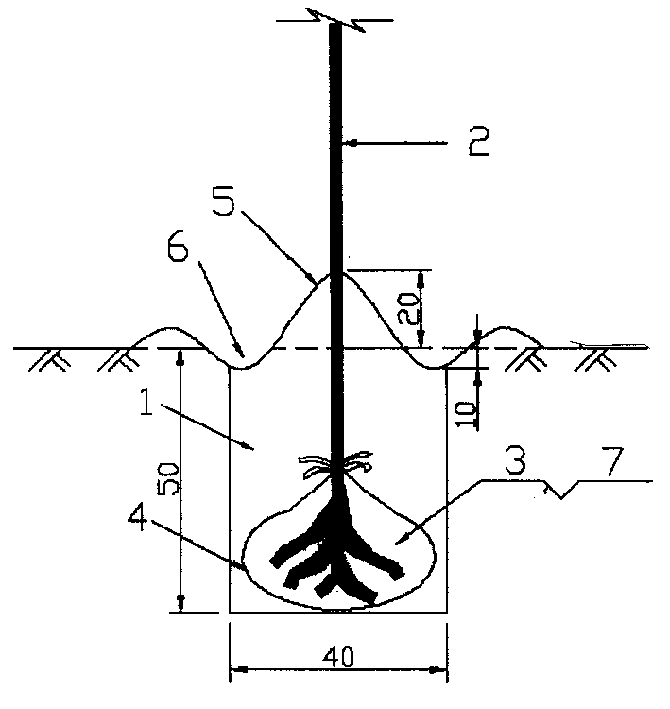 Film-bag tree planting method in sand-land