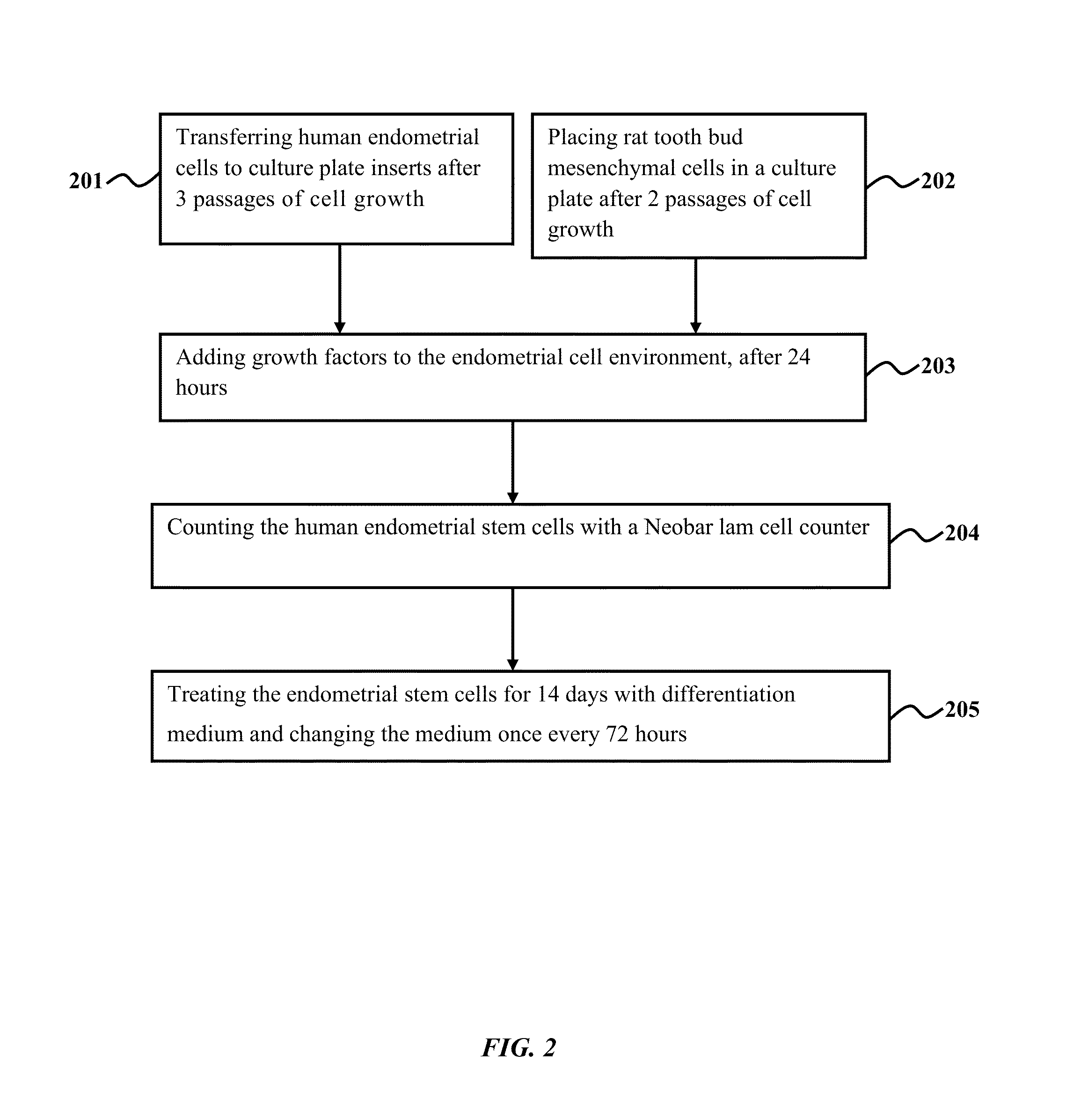 Method of co-culturing human endometrial stem cells and rat embryonic tooth bud cells to obtain ameloblast cells