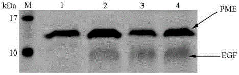 High-transdermal-absorption subcutaneouse targeted release factor, construction method and application