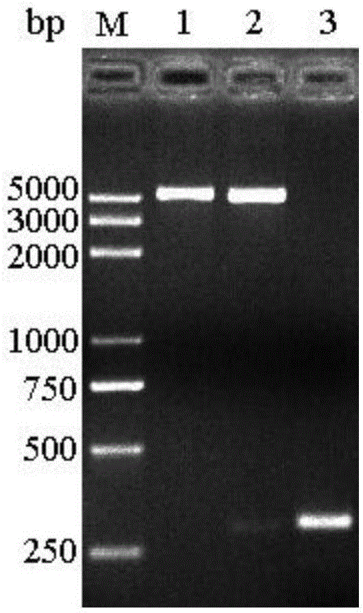 High-transdermal-absorption subcutaneouse targeted release factor, construction method and application