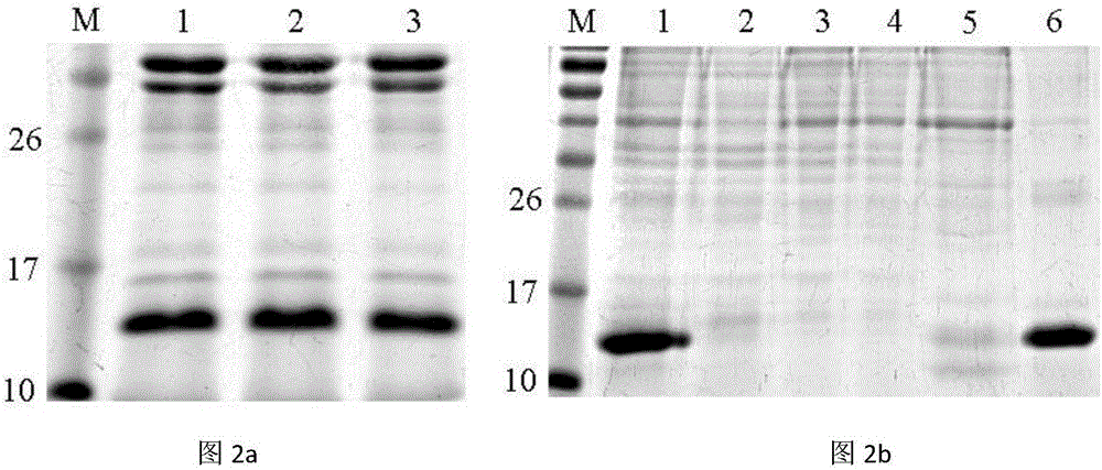 High-transdermal-absorption subcutaneouse targeted release factor, construction method and application