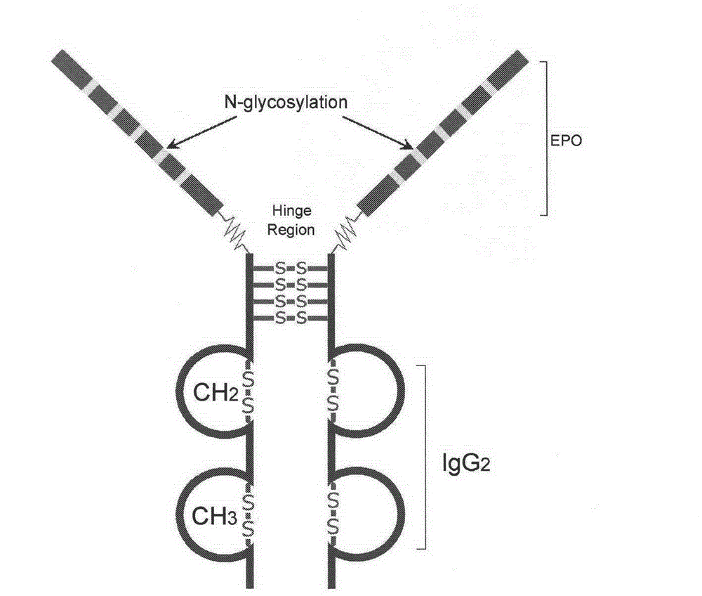 High-glycosylation erythropoietin immune fusion protein