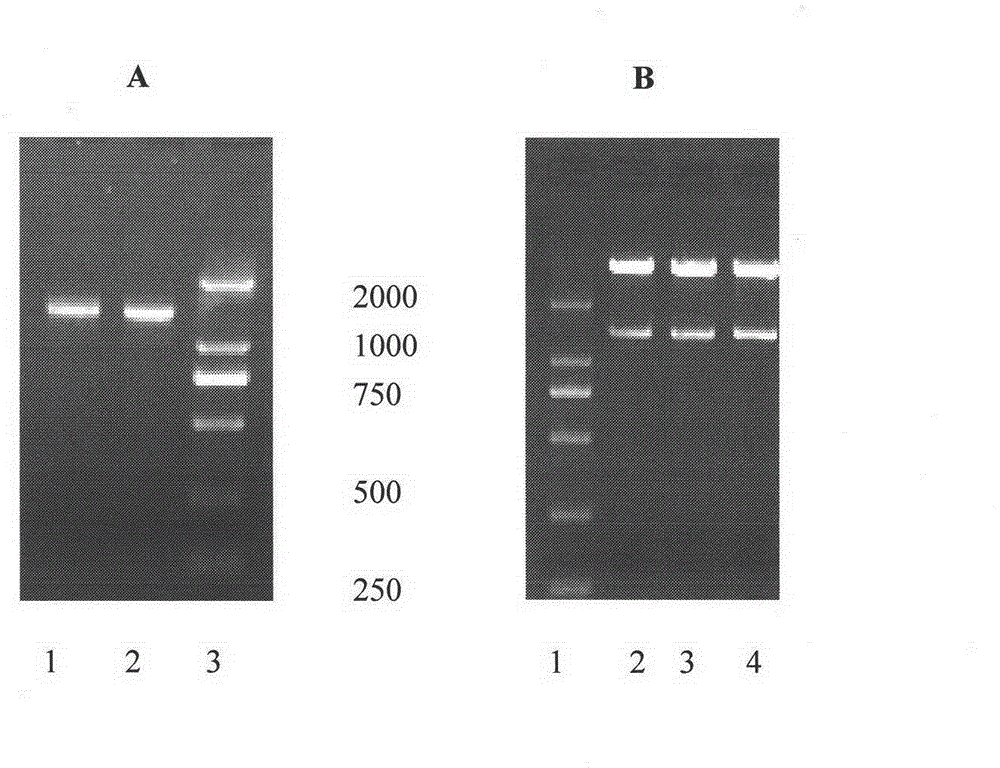 High-glycosylation erythropoietin immune fusion protein