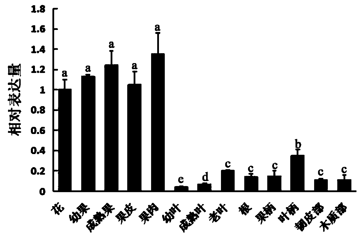 Apple fruit hexose transporter gene MdHT2.2 and application thereof