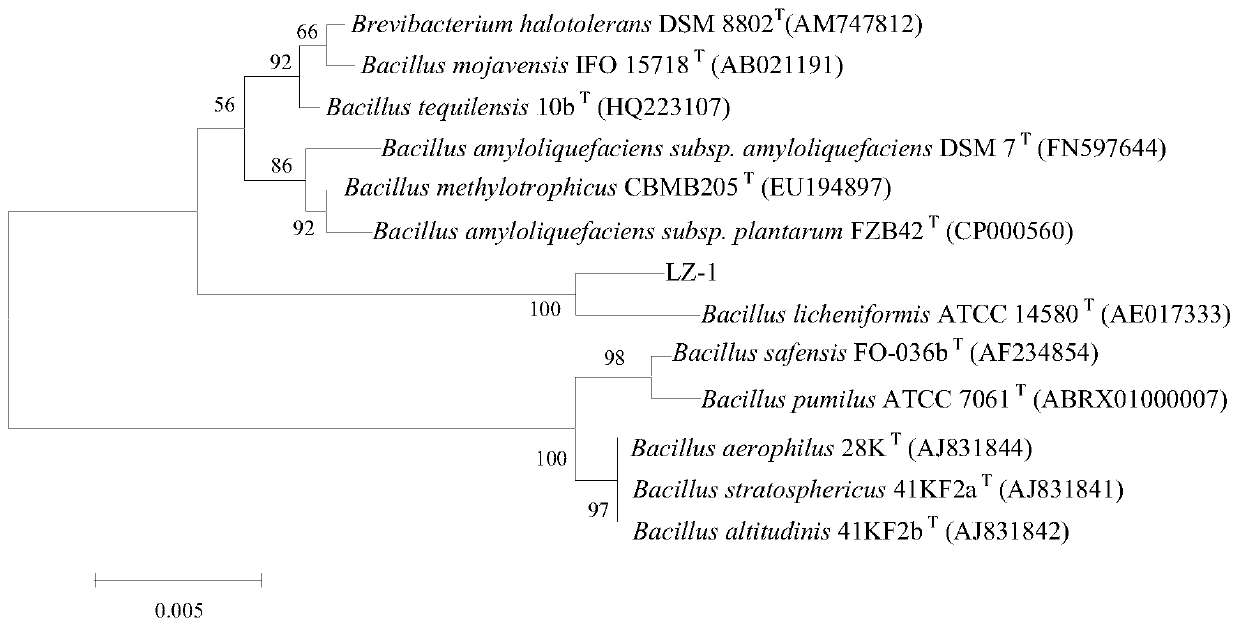 Bacillus licheniformis, method for preparing flocculant from it and application of flocculant